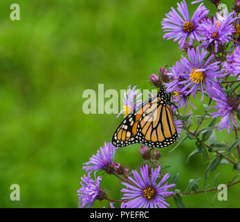 Monarch Butterfly landing sur aster pourpre à l'automne Banque D'Images