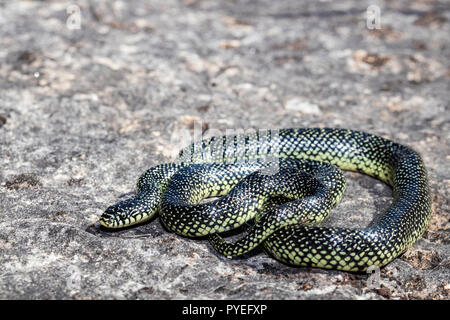 Roi mouchetée - serpent Lampropeltis getula holbrooki Banque D'Images