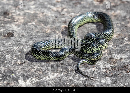 Roi mouchetée - serpent Lampropeltis getula holbrooki Banque D'Images