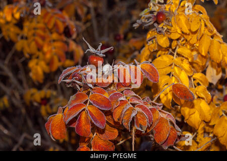 Macro, gros plan sur le chien rouge couleur rose, églantier en automne. Certains frost, surface humide est visible. Banque D'Images