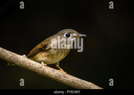 Cette image de Brown Breasted Flycatcher est prise à Thattekad , Kerala en Inde. Banque D'Images