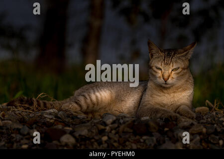 Cette image de chat est prise à Masan,Parc National de l'Assam en Inde. Banque D'Images