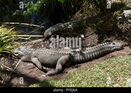 L'alligator est au repos au soleil attendant son déjeuner à passer Banque D'Images