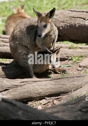 Les Wallabies a un bébé dans son étui Banque D'Images