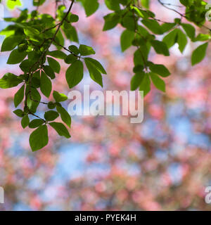 Bokeh flou printemps fond carré avec des branches vertes Banque D'Images