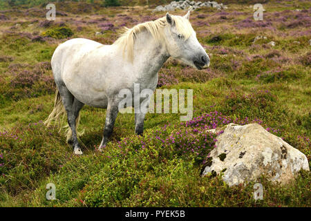 Poney Dartmoor au Haytor. Banque D'Images