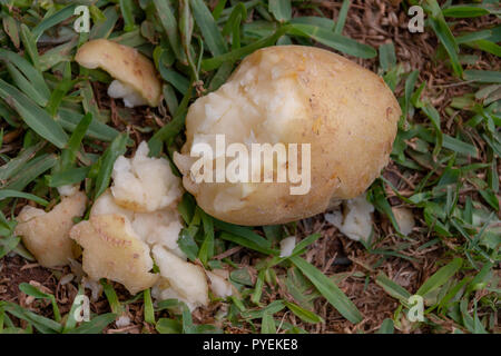 Une vue en gros plan d'une pomme de terre à moitié mangé allongé sur l'herbe verte à l'extérieur Banque D'Images