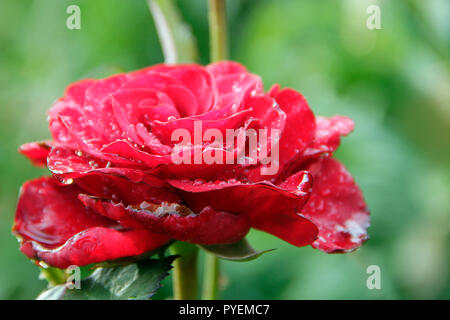 Floraison rose rouge dans le jardin après la pluie. Belle fleur fleurir dans gros plan jardin. Belle fleur de rose couverte de gouttelettes de pluie qui fleurit en somme Banque D'Images