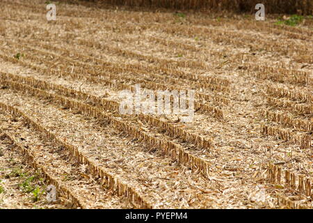 Champ de maïs après la récolte montrant la plante du chaume laissé et la façon dont la récolte a été planté dans les lignes droites, près de Hindon Wiltshire U.K. Banque D'Images