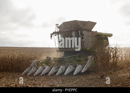 La récolte d'un travailleur agricole domaine de grain de maïs sec montrant les dents d'une moissonneuse-batteuse pour guider et séparer les plantes, près de Hindon Wiltshire, UK Banque D'Images