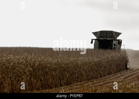 La récolte d'un travailleur agricole domaine de grain de maïs sec avec une moissonneuse-batteuse près de Hindon Wiltshire, UK Banque D'Images