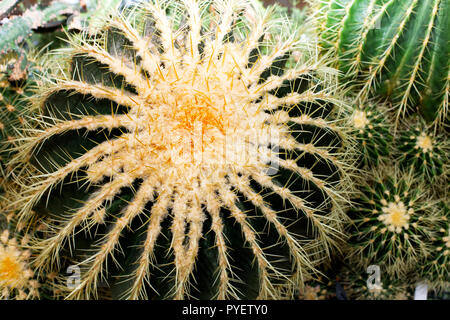 Close up of green cactus dans une serre tête Banque D'Images