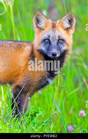 Portrait d'un jeune renard roux en été meadow Banque D'Images