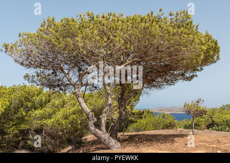 Pinus halepensis, pin d'Alep, arbre à feuilles persistantes. L'horizontale. l'espace pour le texte. Banque D'Images