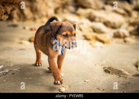 Et du Labrador mix Rotwailer breed Puppy Dog. Couleur brun et noir randonnée libre avec un col bleu sur la plage Banque D'Images