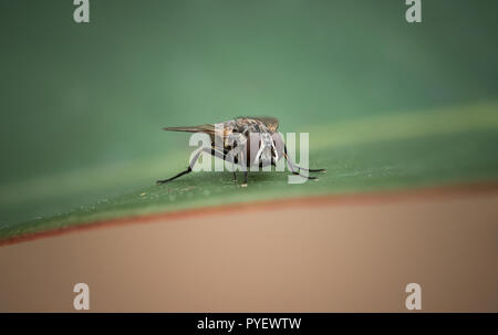 Plan macro sur une mouche sur une feuille verte au centre du châssis. copie espace. Tourné en hiver, dans le jardin. L'accent sur les yeux. contexte hors focus. Banque D'Images