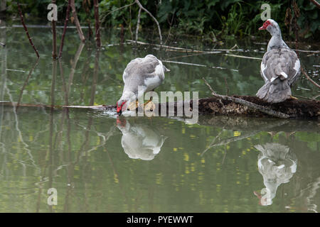 Deux canards de Barbarie l'eau potable du lac. parfait reflet dans l'eau. on a log reposant Banque D'Images