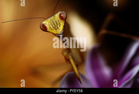 Asiatique géant mantis macro close up venosa. â€" Banque D'Images