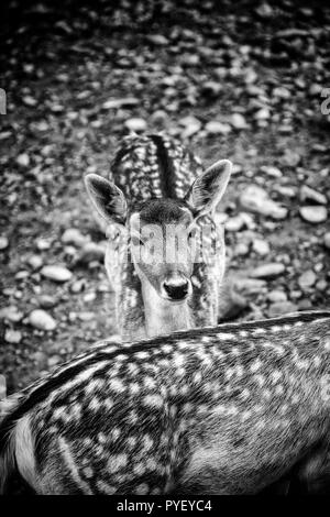 Les cerfs sauvages dans une ferme, de mammifères détail Banque D'Images