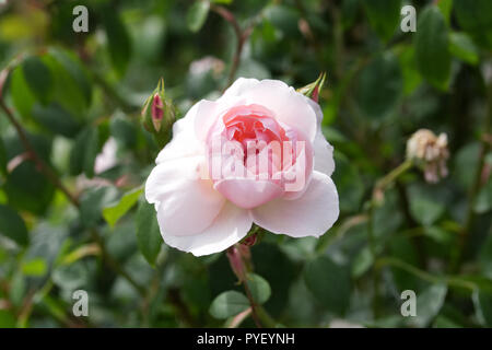 Rosa 'The Generous Gardener Ausdrawn' fleurs. Banque D'Images