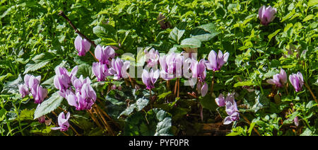 Fleurs de cyclamen rose qui fleurit sur le sol de la forêt dans la nature Banque D'Images