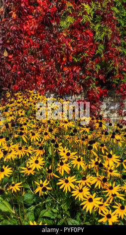 Couleurs jardin feuillage d'automne jaune vif avec black-eyed Susan fleurs et feuilles de vigne rouge 5 branches de lierre mur jardin semé en baisse Banque D'Images