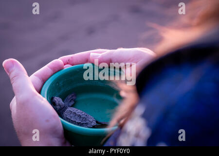 Woman holding baby tortue de mer à Monterrico Guatemala Banque D'Images