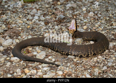 Western cottonmouth - Agkistrodon leucostoma piscivores Banque D'Images