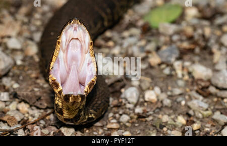 Western cottonmouth - Agkistrodon leucostoma piscivores Banque D'Images