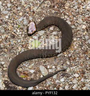 Western cottonmouth - Agkistrodon leucostoma piscivores Banque D'Images