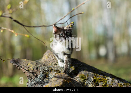 Petit Chaton de couleur écaille dans le parc se déplace sur une pierre recouverte de mousse Banque D'Images