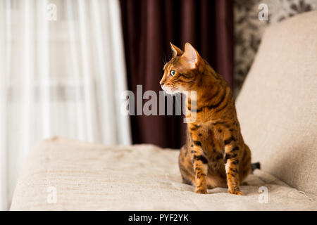 Chat Bengali adultes assis sur le canapé Banque D'Images