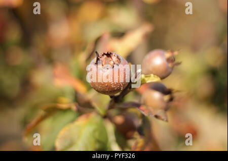 Fruits Medlars dans un arbre Banque D'Images
