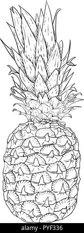 L'ananas. Croquis dessinés à la main, Illustration de Vecteur