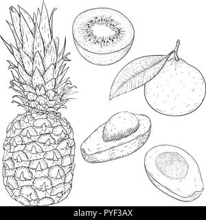 Les fruits. Croquis dessinés à la main, Illustration de Vecteur