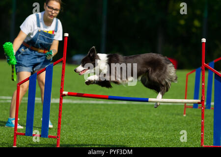 Border Collie saute par dessus la barrière en agility, la nature, la lumière du soleil, journée d'été Banque D'Images