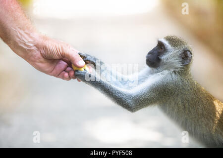 L'homme se nourrissent petit singe Banque D'Images