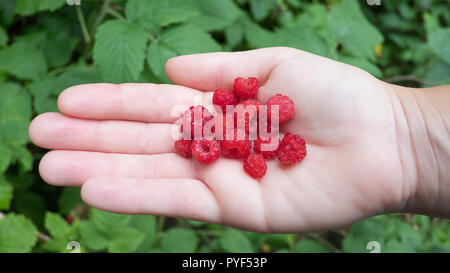 Poignée de framboises sauvages à fruits rouges contre un arrière-plan. Caucasian female hand holding raspberries, composition du haut vers le bas. Banque D'Images
