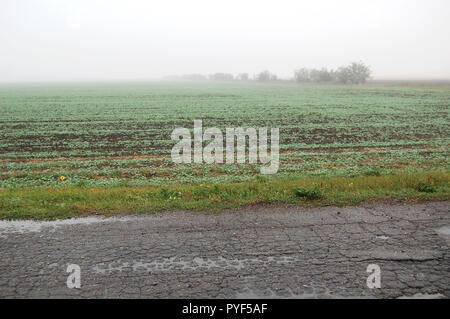 Un champ de blé brumeux près d'un vieux chemin rural sur un jour d'automne pluvieux. Banque D'Images