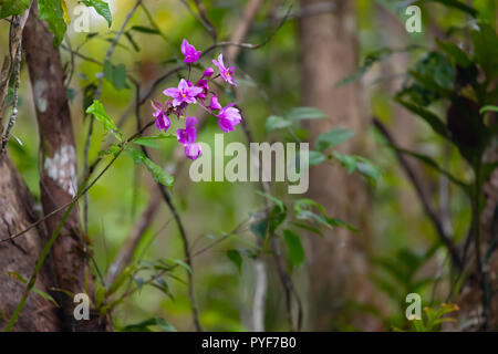 Orchidée rose sauvage poussant sur l'arbre dans la jungle de l'îles Aru, Moluques, Indonésie Banque D'Images