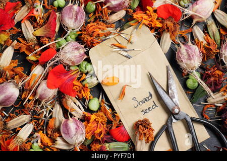 Têtes de graine. La sauvegarde des graines de fleurs dans une enveloppe pour les futures plantations : l'amour dans un brouillard (Nigella damascena), capucine (Tropaeolum) et le souci (Tagetes) UK Banque D'Images