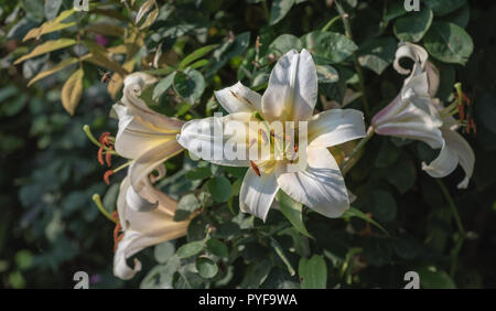 Fleurs de plein air d'une seule macro couleur soleil isolé white yellow lily blossom,floue fond naturel jardin coloré,journée ensoleillée Banque D'Images