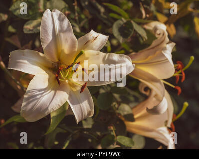 Piscine en plein air aux couleurs chaudes des fleurs macro un seul soleil isolé blanc jaune lily blossom,floue naturelle jardin coloré de l'été chaud et ensoleillé,l'arrière-plan Banque D'Images