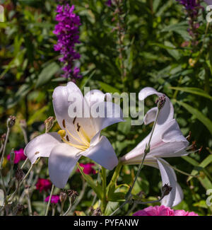 Fleurs de plein air d'une seule macro couleur soleil isolé blanc lis jaune fleurs sur fond flou naturel jardin coloré sur un jour d'été ensoleillé Banque D'Images