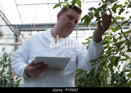 Scientist with digital tablet examining plants dans la serre Banque D'Images