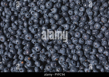 Image complète de bleuets Banque D'Images