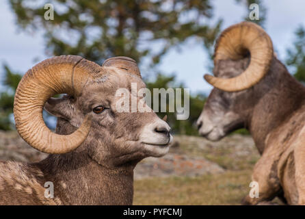 Béliers Mouflon (Ovis canadensis), Jasper NP, Alberta, Canada, par Bruce Montagne/Dembinsky Assoc Photo Banque D'Images