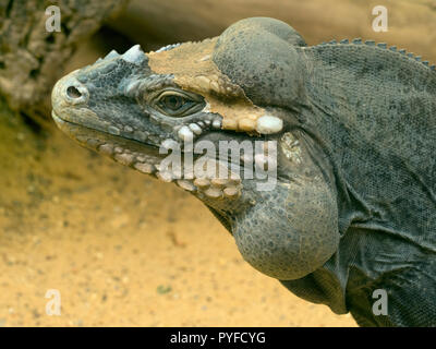 Iguane rhinocéros Cyclura cornuta (captive) Banque D'Images