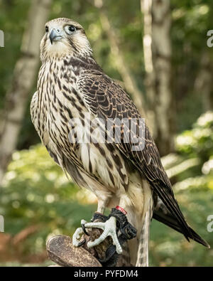 UK, Sherwood Forrest, Lancashire Oiseaux de proie - Octobre 2018 Événement : Gyr juvénile faucon en captivité assis sur le gant de fauconniers. La nam Banque D'Images