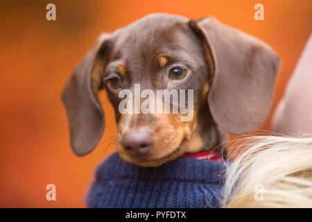 Mignon Chiot Teckel miniature Banque D'Images